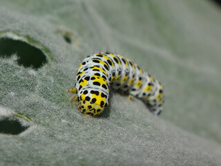 The mullein moth (Cucullia verbasci) catherpillar on a mullein leaf