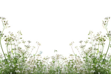 PNG Flower backgrounds outdoors nature.