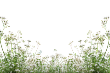 PNG Flower backgrounds outdoors nature.