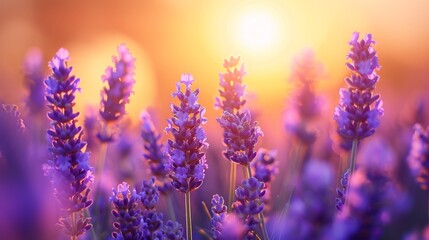  beautiful lavender flower garden in the afternoon