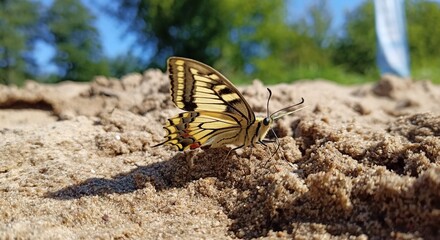 butterfly on a sand © Dagmara Golebiowska