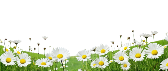 PNG Landscape daisy hills nature backgrounds grassland.