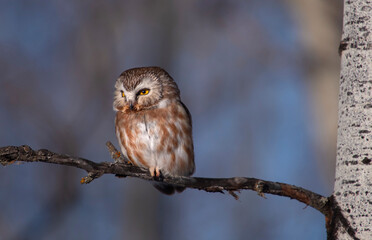 Eurasian Eagle Owl in canada
