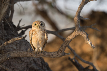 Eurasian Eagle Owl in canada