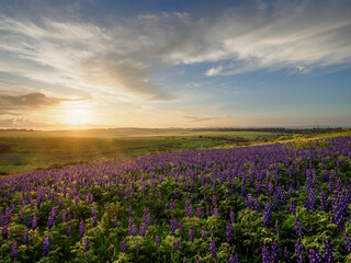 Fototapeta premium Sunrise over a field of lupines