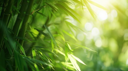 Bamboo Forest in the Sunlight