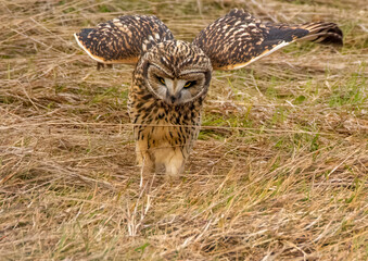 Eurasian Eagle Owl in canada