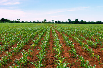 Obraz premium field of corn is shown with a blue sky in the background
