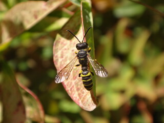 Sand tailed digger wasp (Cerceris arenaria), male perching on a leaf