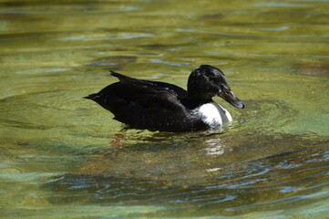 LAGO VERDE PATO NEGRO