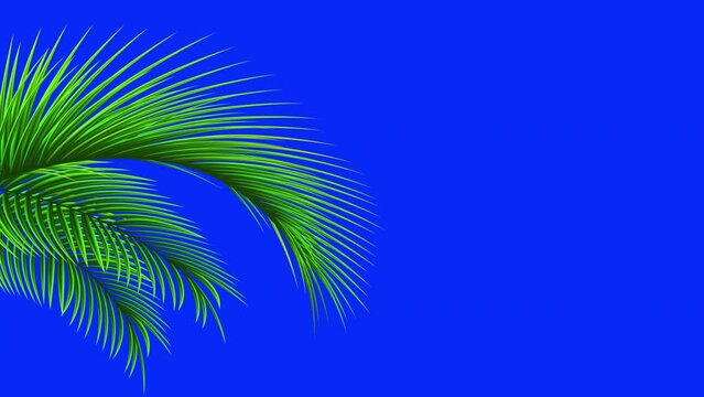 Palm leaves. Green leaf of palm tree blowing in the wind. Isolatted on blue screen.