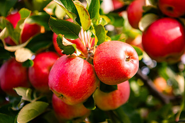 Ripe Red Apples on a Tree Branch in an Orchard