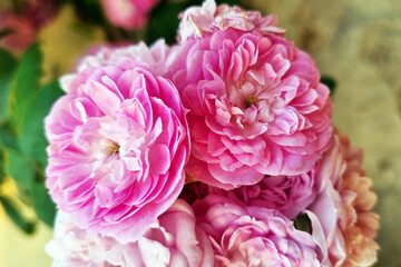 Vibrant Pink Roses Close-Up - Ideal for Floral Decorations, Greeting Cards, and Nature-Themed Prints