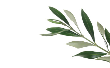 Olive branch with fresh green leaves isolated on white, clipping