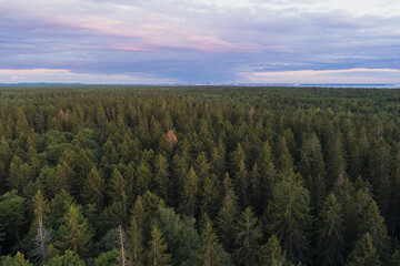 Coniferous forest on the Viimsi peninsula in summer at sunset, view from a drone.