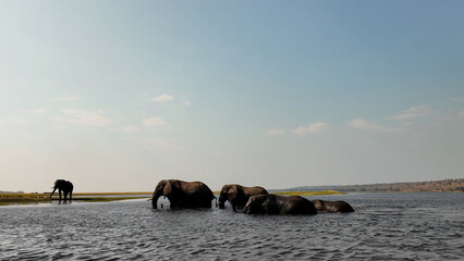 Safari Skyline At Chobe National Park In Kasane Botswana. African Animals Landscape. Wildlife...