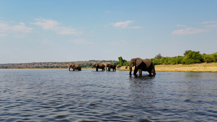 Elephants In River At Chobe National Park In Kasane Botswana. African Animals Landscape. Wildlife...