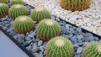 sphere cactus in the greenhouse garden