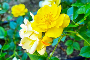 Close-Up of Yellow Roses in Full Bloom Against Lush Green Foliage - Perfect for Floral Design