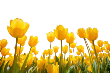 PNG Yellow tulip flowers sunlight sky landscape.