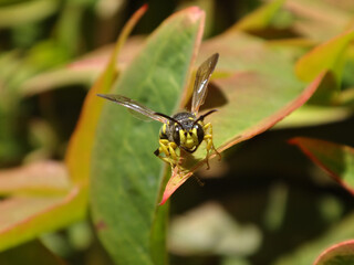 Sand tailed digger wasp (Cerceris arenaria), male perching on a leaf