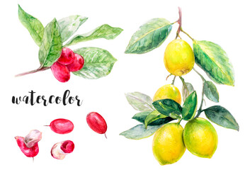 Watercolor of miracle fruit berries, lemons, and leaves, great for botanical and artistic designs