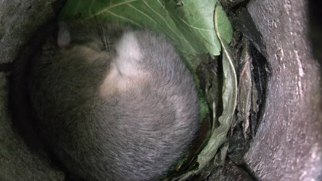 dormouse is sleeping in its nest in summertime