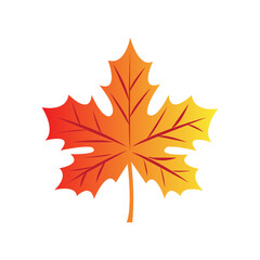 Obraz premium maple leaves isolated on white