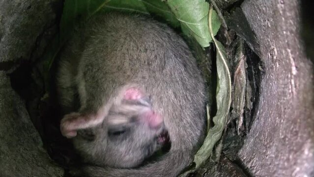 dormouse is sleeping in its nest in summertime