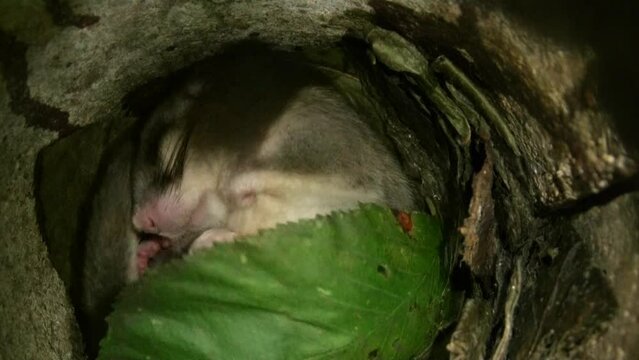 dormouse is sleeping in its nest in summertime