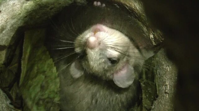 dormouse is waking up in its nest