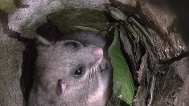 dormouse is waking up in its nest