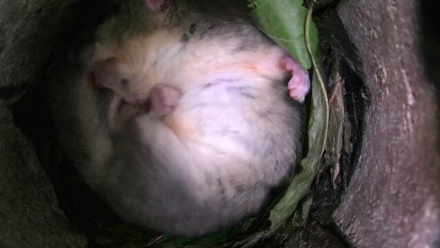 Dormouse grooms itself in its nest