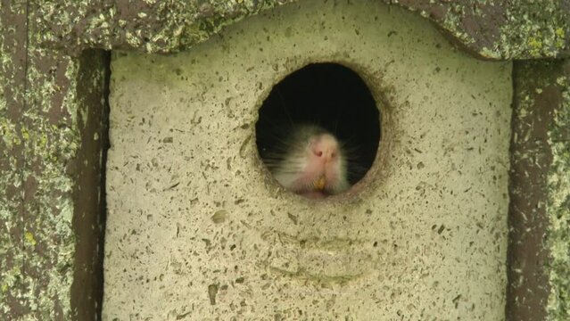 dormouse is looking out of a nesting box, close-up