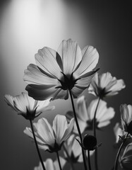 Background with contrasting black and white flowers in a minimalist style