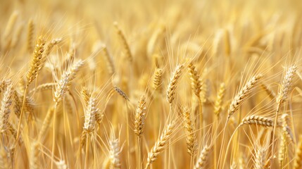 Fototapeta premium A close-up of a field of golden wheat.