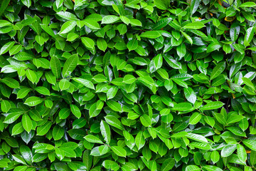 Natural backdrop of green leaves wall, perfect for eco conscious projects