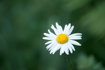 daisy flower