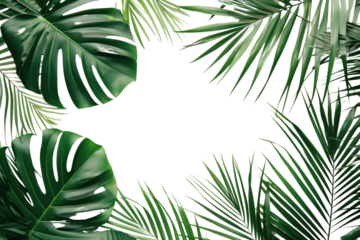 PNG Palm leaves backgrounds outdoors nature.