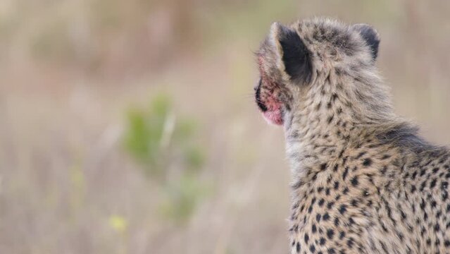 South African Cheetah With Blood on Her Face from Recent Kill looks around