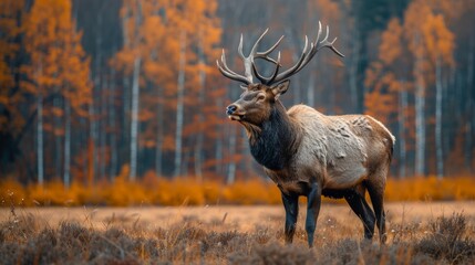Magnificent elk with large antlers standing in a tranquil autumn forest setting with golden leaves and a blurred background, illustrating the serene beauty of nature