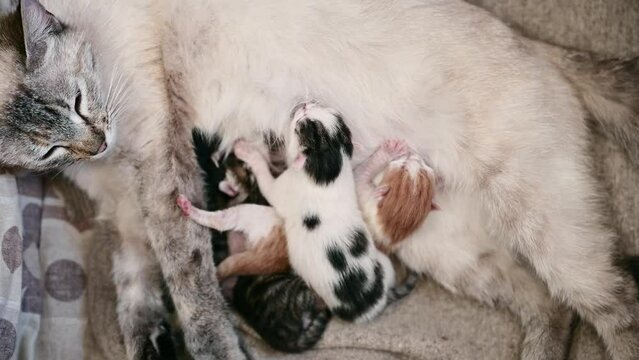Small newborn kittens suck milk from their mother cat. Feeding baby kittens with breast milk. UHD 4k video