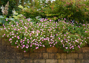 pink and white fragile flowers in a borderwith a background of leaves and  other flowers in the garden with a wall of yellow bricks in summer