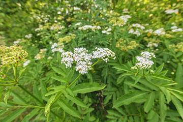 white flowers on a background of green grass