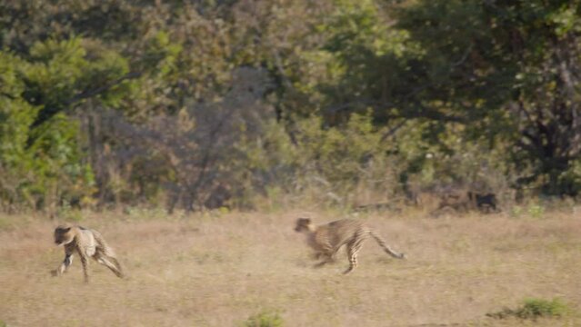 South African Cheetahs One Digs in Ground As Second Enters Frame to Chase Them Off