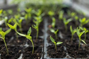Tomato seedlings growing in a plastic multitray on a sunny windowsill.