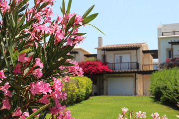 Fototapeta premium A beautiful white house in the Greek style, a cottage among flowering bushes and trees on a sunny summer day. Cyprus street, Protaras. Apartments for rent for recreation and tourism