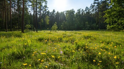 Sunlit forest clearing with blooming flowers, spring landscape, inviting