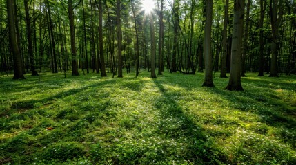 Sunlit forest clearing with blooming flowers, spring landscape, inviting