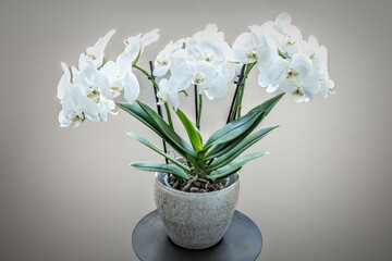 A white orchid plant with many blossoms in a grey pot in front of a grey background